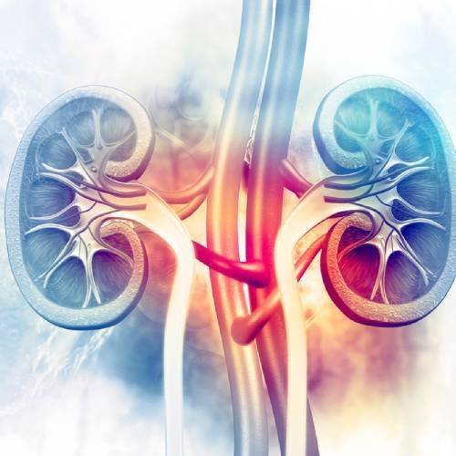 Nephrology